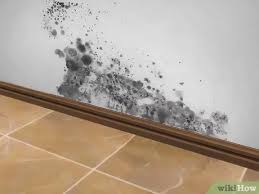 Een badkamer is daarmee de. Schimmel Doden Met Azijn 14 Stappen Met Afbeeldingen Wikihow