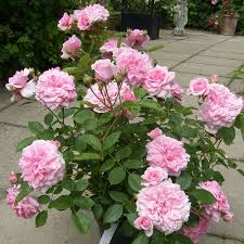 Dunham Massey (Shrub Rose)