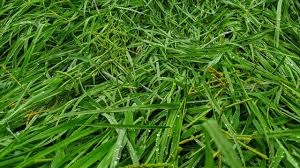 Image result for Cynodon