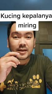 Mengatasi Kucing Kepala Miring: Panduan Lengkap