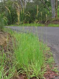 Image result for Setaria sphacelata