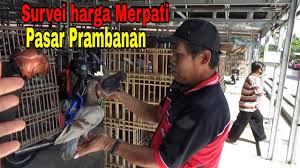 May 31, 2021 · delicious cornbread upside down casserole in 17 minutes. Survei Harga Burung Merpati Di Pasar Prambanan Klaten Yogyakarta Youtube