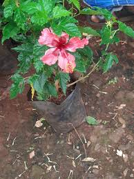 Image result for Hibiscus mechowii