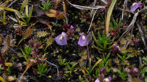 Image result for Utricularia appendiculata