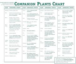 Herbs Companion Planting Techyard Info