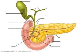 Human liver and gallbladder normal anatomy diagrams, two different views, unlabeled. Liver Pancreas Gall Bladder Diagram Diagram Quizlet