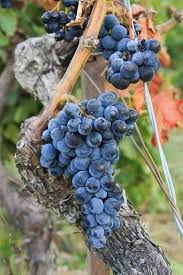 Epingle Par Dominique Maignial Sur Vigne Et Sureau En 2020 Vigne Fruits Et Legumes De Saison Vin Vigne