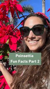Ever wondered how the Poinsettia became America’s favorite potted plant?,  From its Mexican roots in 1828 to Paul Ecke Jr.’s genius marketing moves,  in this video I breakdown the untold story of the ...