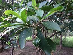 Image result for Voacanga africana