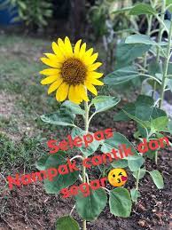 Helianthus atau lebih sering dikenal sebagai bunga matahari merupakan salah satu jenis tanaman yang sering dijadikan hiasan. Bunga2 Matahari Anggun Mekar Di Taman Proinsect Kota Tinggi Sya Facebook