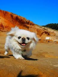 Black And White Pekingese Puppies For Sale Pin By Heng T Tien On Beautiful Pekingese Pekingese Puppies Pekingese Dogs Pekingese