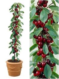 8 Fruits Que Vous Pouvez Faire Pousser Tranquillement Sans Forcement Avoir Un Jardin Citation Jardins Jardinage Et Jardin Fruitier