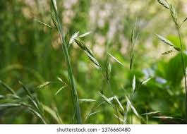 Image result for Bromus catharticus