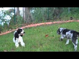 He will be red or golden with white star on his head. Black And White Cocker Spaniel