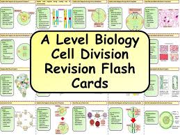 Cell organelle that breaks mitochondria down food and releases energy. A Level Biology Cell Organelle Flashcards Toys Games Learning School Administreseuspassos Com Br