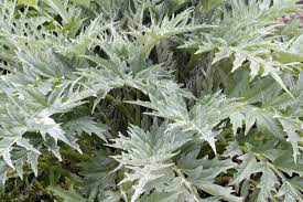 Die blätter der pflegeleichten pflanze sind silbrig behaart, haben eine geweihähnliche form und werden bis zu 90 zentimeter groß. Sehr Grosse Grune Graue Blatter Aus Einer Sehr Alten Artischocke Pflanze Wachst In Einem Garten Sorgen Fur Einen Grossen Hintergrund Lizenzfreie Fotos Bilder Und Stock Fotografie Image 14706556