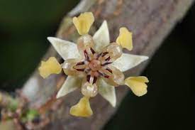 Both vintage floral patterns are available to buy as prints, tote bags, mugs and more on my. Theobroma Cacao Byttneriaceae Image 38740 At Phytoimages Siu Edu Cocoa Plant Theobroma Cacao Cacao