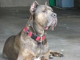 How Good Is Cane Corso As A Guard Dog In 2020 Cane Corso Cane Corso Dog Mastiff Breeds