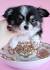 Apple Head Long Haired Teacup Chihuahua