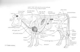 Pin By Klaysculpture On Anatomy Cow Skeleton Cattle Anatomy