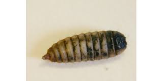 These are all deeply concerning signs. Our Friends The Compost Maggot Morning Ag Clips