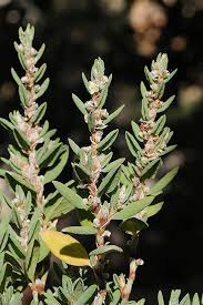 Image result for Persicaria senegalensis