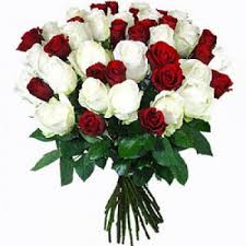 Invito di nozze o felice concetto di festa della mamma. Sjovegan Rose Scarlatte 24 Rose Rosse E Bianche Consegna Fiori Sjovegan Fiorista Online Sjovegan