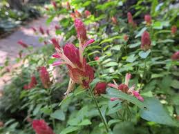 Check out our shrimp plant selection for the very best in unique or custom, handmade pieces from our craft supplies & tools shops. Shrimp Plants Buying Growing Guide Trees Com
