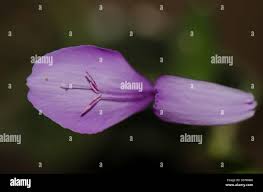 Image result for Dicliptera heterostegia