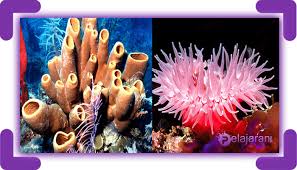Maybe you would like to learn more about one of these? Contoh Hewan Porifera Dan Coelenterata Serta Perbedaan Porifera Dan Coelenterata Lengkap Ilmu Pengetahuan Alam Ipa