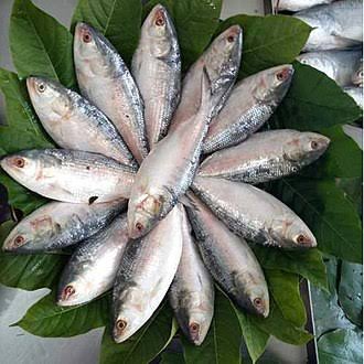 ইলিশ মাছ 1 pcs 500/400gm