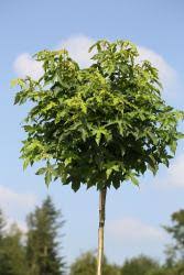 Die pflanze besticht in der dritten jahreszeit mit wunderschönen rottönen, die in so manchem garten seines gleichen suchen. Amberbaum Liquidambar Styraciflua Gumball Hohe 250 Cm Stammhohe 180 Cm Stamme Pflanzen Boring