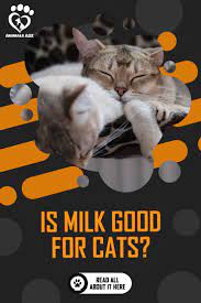 Is Milk Good For Cats Detailed Answer Cats Best Cat Food Cat Health