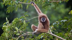 Image result for Hylebates