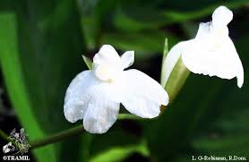 Image result for Maranta arundinacea