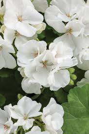 Image result for Pelargonium