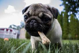 How Soon After Eating Or Drinking Do Puppies Need To Go Out Anything Pawsable