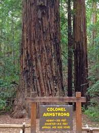 Armstrong Redwood State Reserve California National Parks Visiting Napa Sequoia National Park