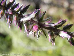 Image result for Striga aspera