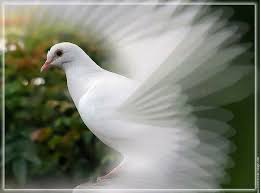 Unknown Birds Outside My Window Beautiful Dove Birds Beautiful Birds Birds In Flight