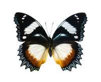 Significado De Butterfly En El Diccionario Cambridge Ingles