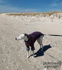 Chandail Pour Levrier Whippet A Col Roule Manches Courtes Semi Longues Plusieurs Couleurs Disponibles Special Levrier Whippet Gros Torse In 2020 Animals Goats