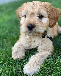 Chien Chiens Mon Chien J Aime Chien J Adore Mon Chien Chien Mignon Chien Beau Chien Adorable Chiot Chien Mignon Chien Chiot