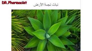 قد تسبب مشاكل جلدية عند وضعها على البشرة كظهور البثور او تقشر الجلد وتورمه. Ù‡Ù„ ØªØ¹Ù„Ù… Ù…Ø§ Ù‡Ù‰ ÙÙˆØ§Ø¦Ø¯ Ù†Ø¬Ù…Ø© Ø§Ù„Ø£Ø±Ø¶ ØªÙ†Ø²ÙŠÙ„ Ø§Ù„Ù…ÙˆØ³ÙŠÙ‚Ù‰ Mp3 Ù…Ø¬Ø§Ù†Ø§