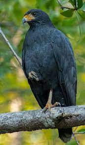 Common black hawk (buteogallus anthracinus) bird sounds free on dibird.com. Zwarte Buizerd Black Hawk Buteogallus Anthracinus Pet Birds Birds Of Prey Black Hawk Bird