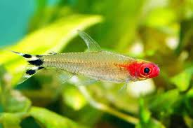 Предложения в le tetras lyre (апартаменты/квартира), моншавен (франция). The Ultimate Rummy Nose Tetra Care Guide Breeding Tank Mates And More Fishkeeping World