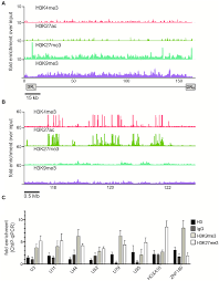 In the presence of a small molecule inhibitor the occupancy of the histone acetyltransferase was specifically reduced at the promoter of the rbbp4 gexne but not at the other genes within the 150,000 bp. Chip Enrichment Profiles Of Histone Modifications Across The Download Scientific Diagram