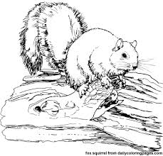 Texas Fox Squirrel Animal Coloring Pages Png 500 480 Pixels Zebra Coloring Pages Bird Coloring Pages Animal Coloring Pages