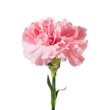 They have been also used for commercial perfumery and commercial cut flower crops. 10 Stem Rainbow Flowers Fresh Pink Carnation Bouquet Garden Outdoors Plants Seeds Bulbs