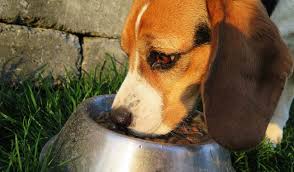 Nonostante il fatto che i cani sporadicamente possano mangiare la frutta secca e nonostante le proprietà nutrizionali presenti nelle mandorle, ai cani è. Le Mandorle E Se Le Mangia Il Nostro Cane Pizzadigitale It